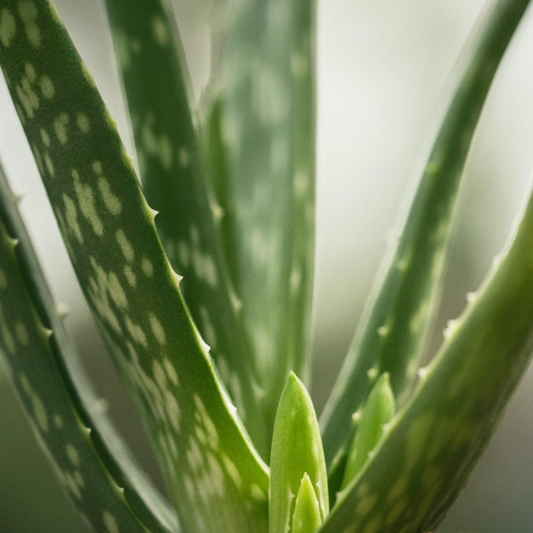 Aloe Vera Powder - Aloe Barbadensis