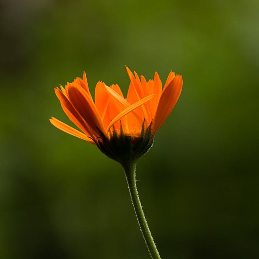 Calendula Powder Extracts - Calendula officinalis