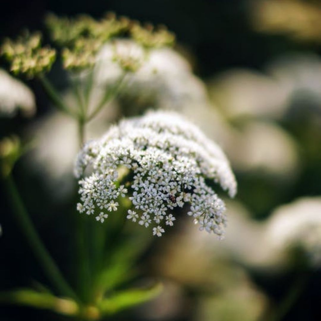 Carrot Seed Essential Oil