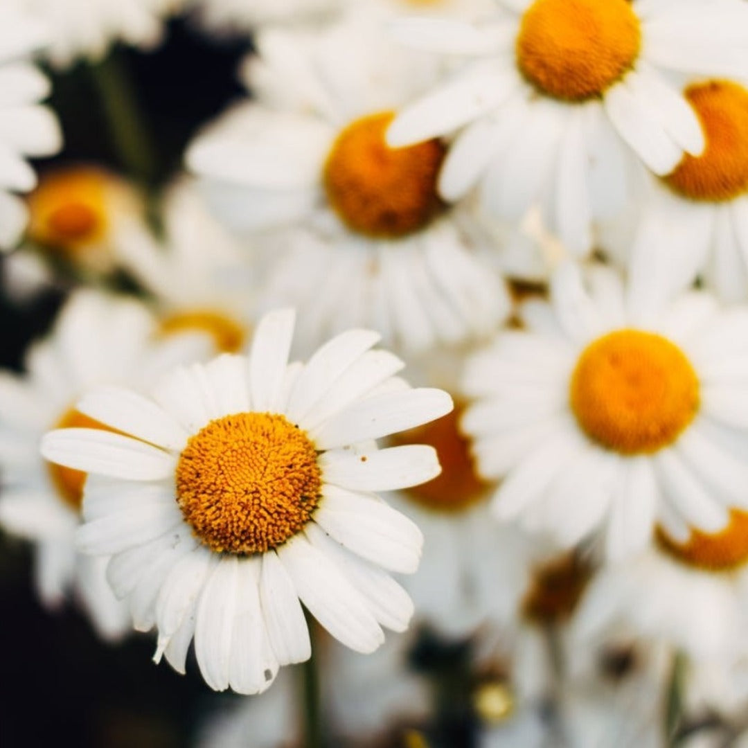 Chamomile German Blue Oil - Hungarian Type
