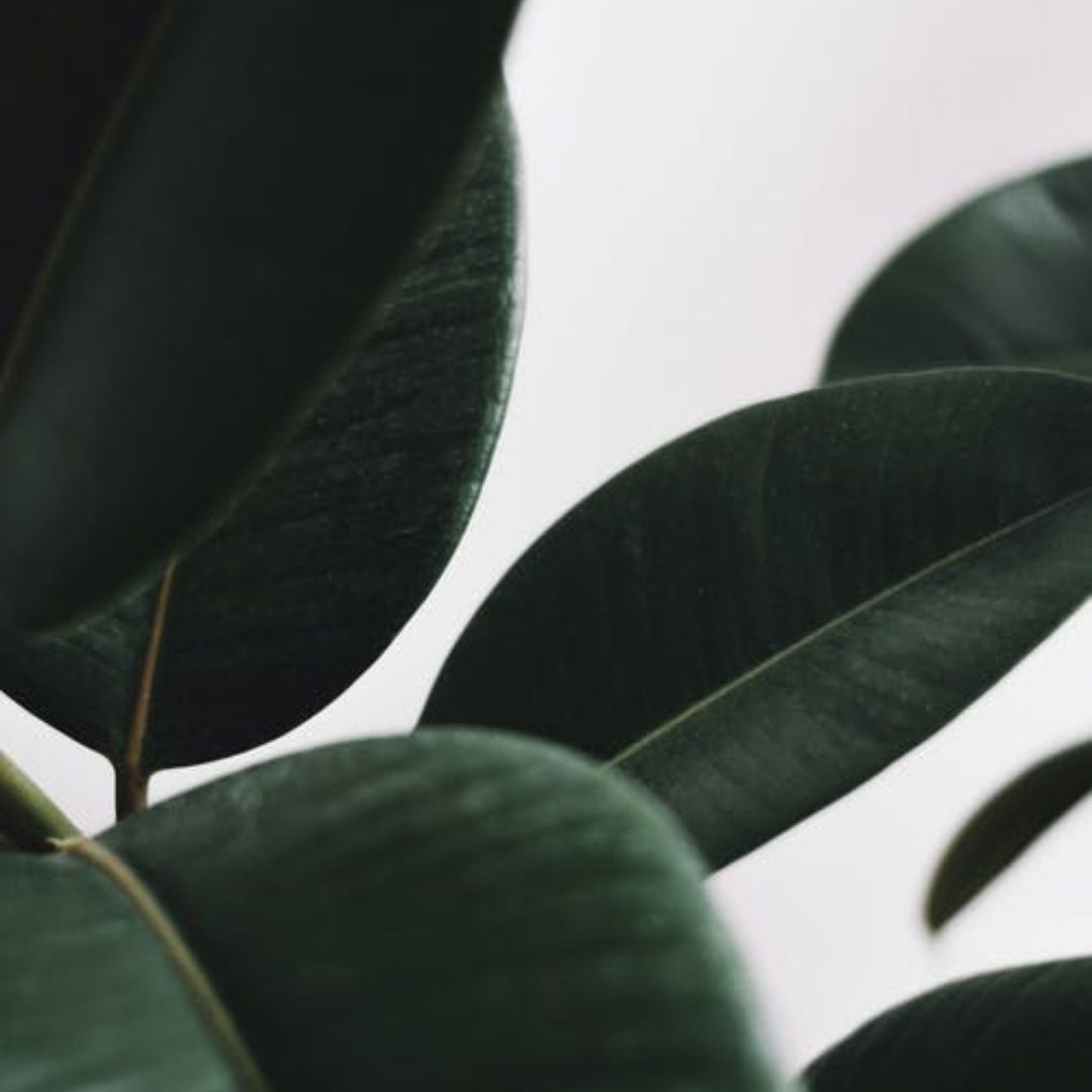 Eucalyptus Blue Gum 80-85 Essential Oil
