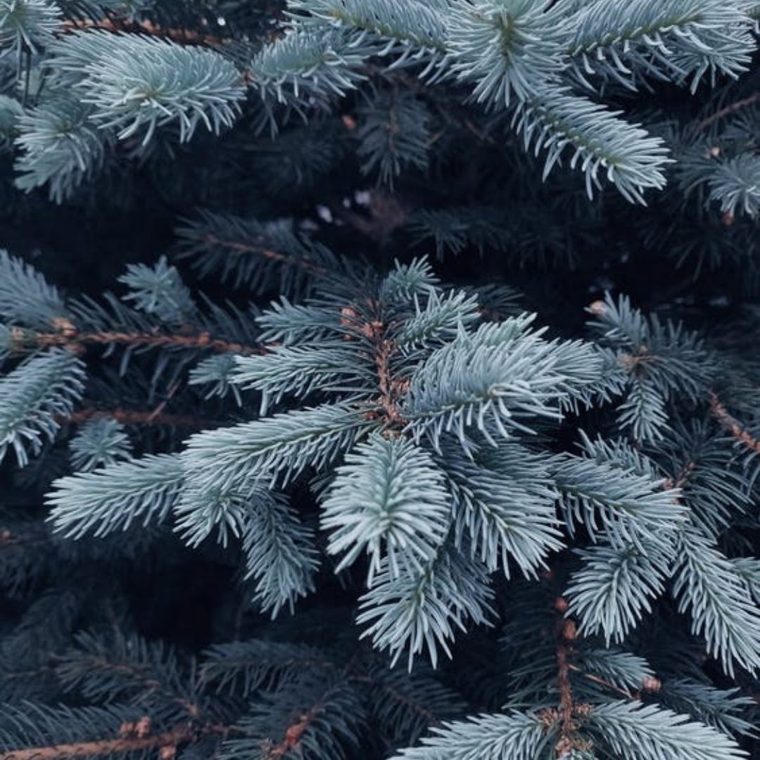 Fir Needle Siberian Essential Oil