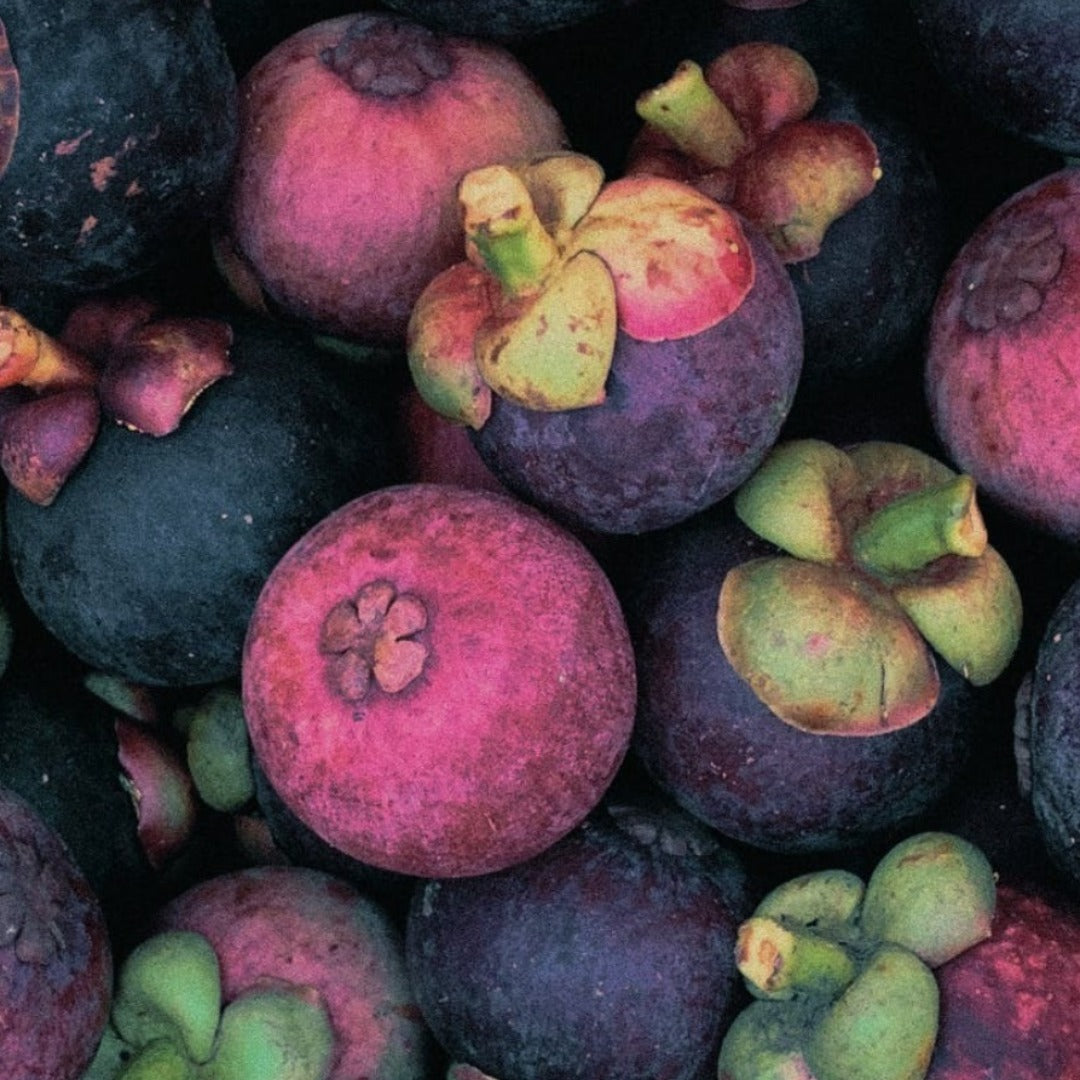 Garcinia Mangosteen Powder Extract - Garcinia Mangosteana