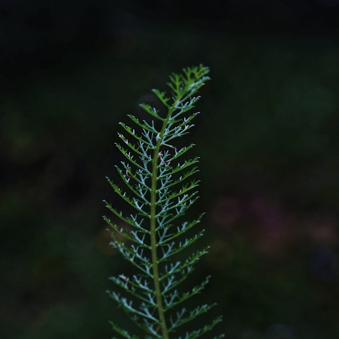 Horsetail Glycerine Based Liquid Extract - Equisetum Arvense