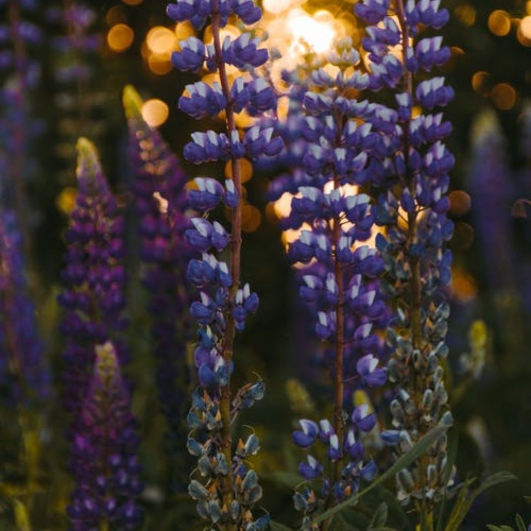 Lavandin Abrialis Essential Oil