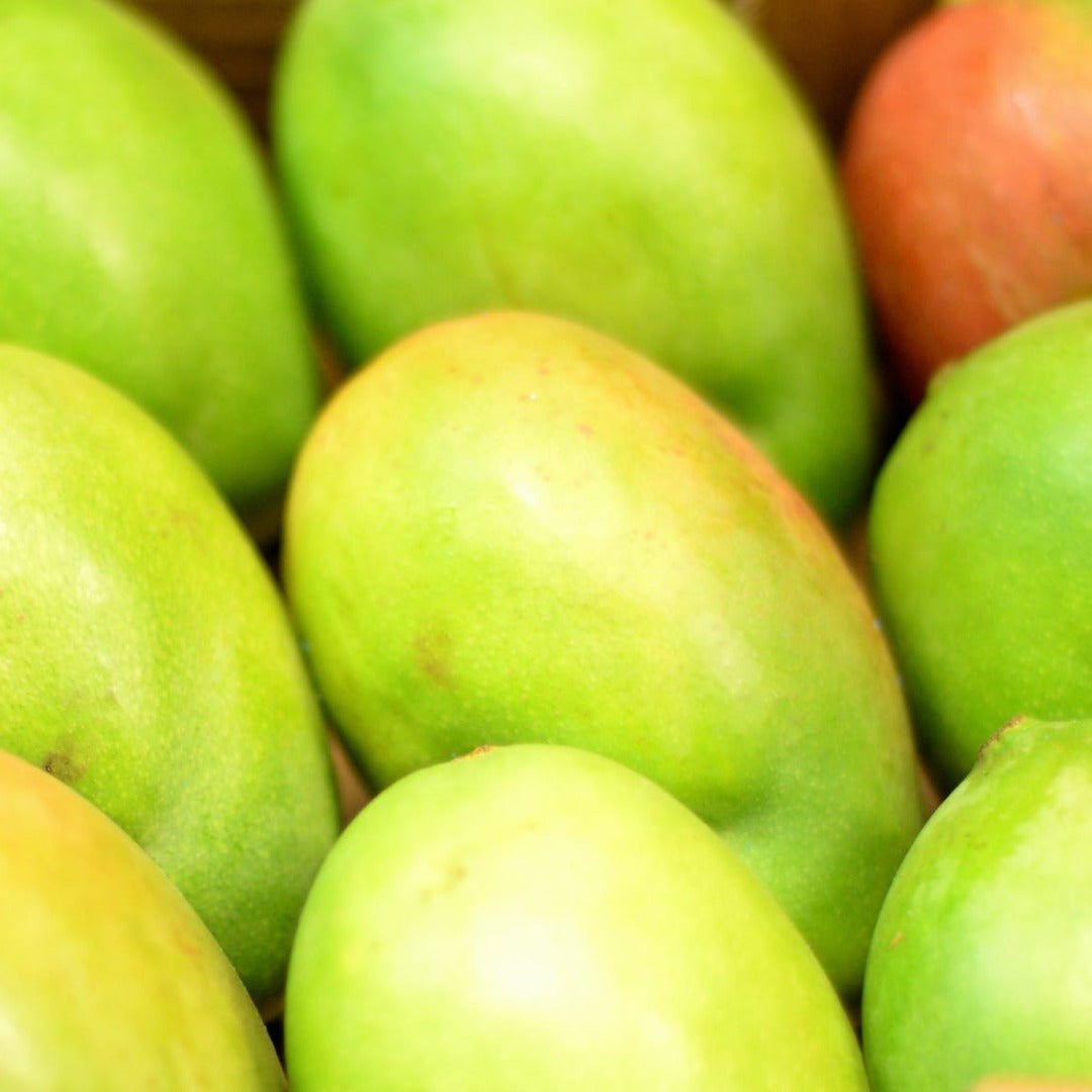 Mango Powder Extract - Mangifera Indica