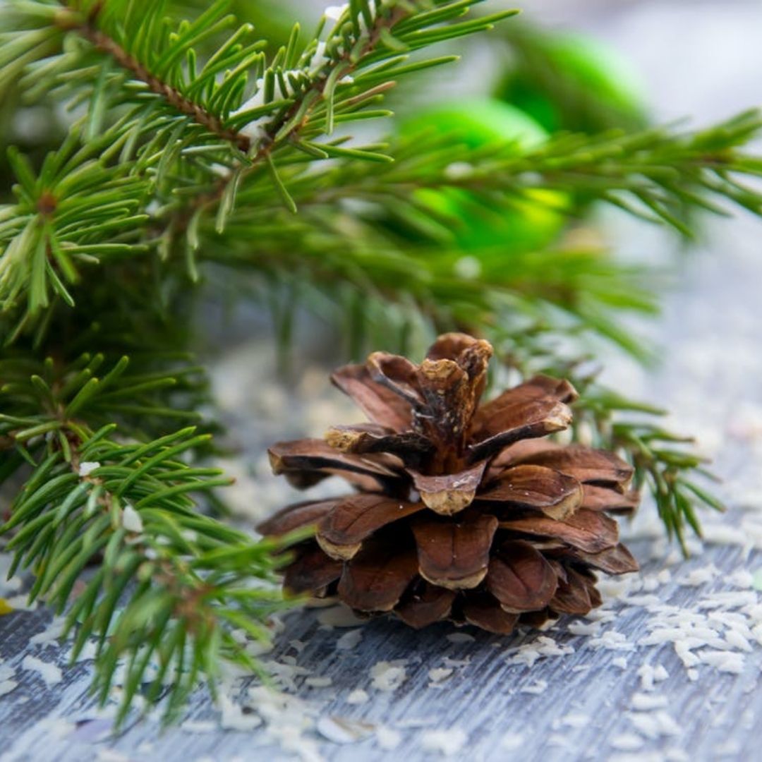 Pine Scotch Essential Oil