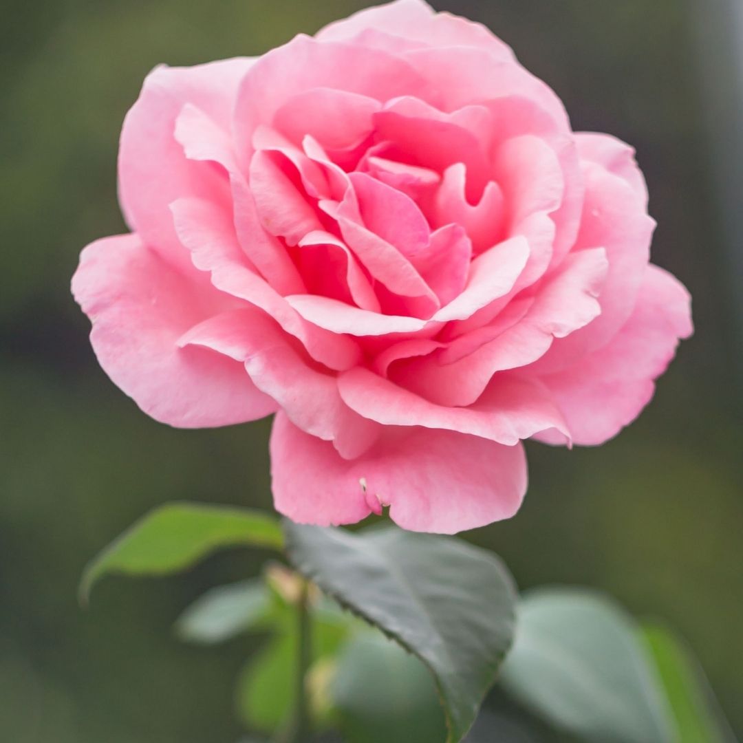 Rose Otto (Bulgarian) Essential Oil