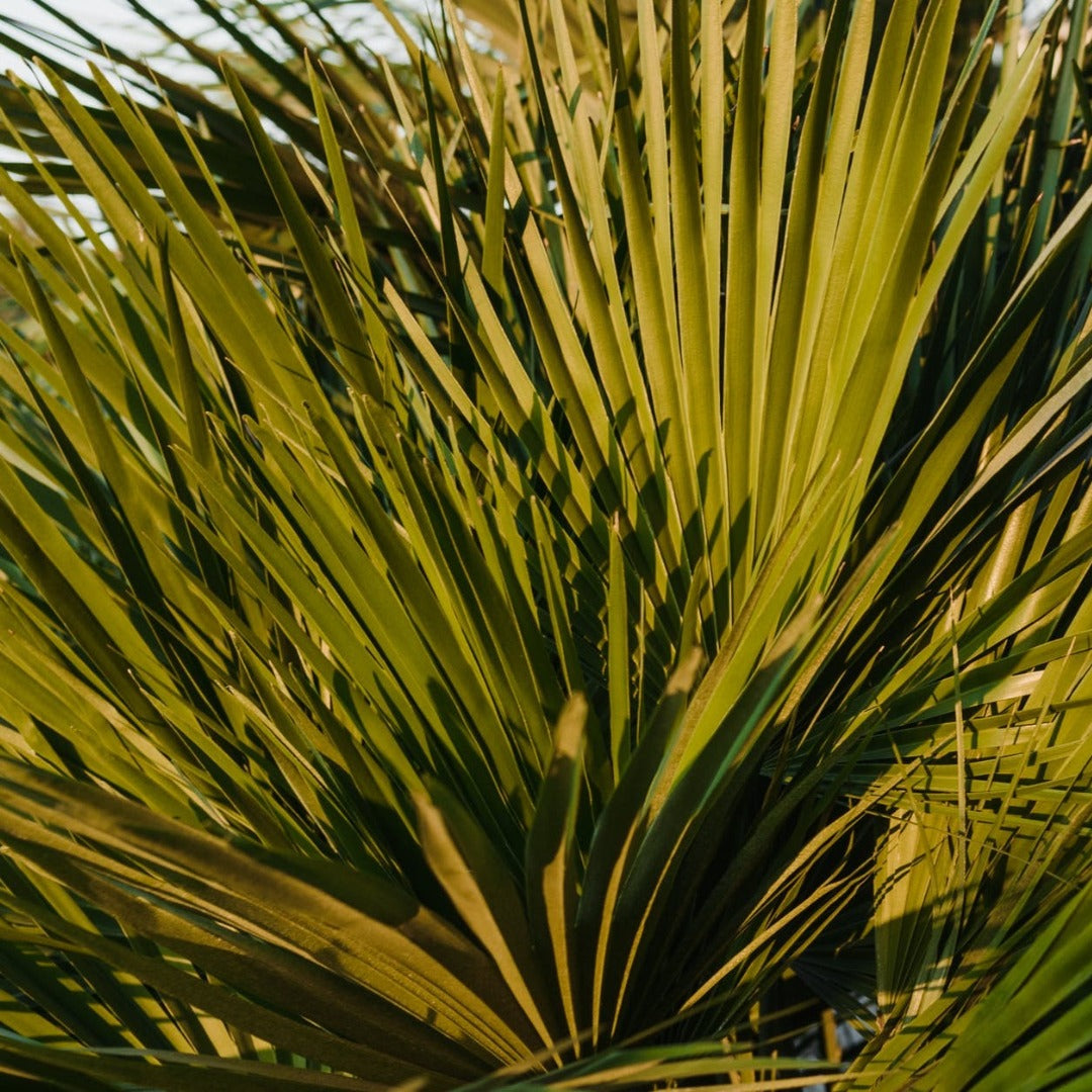 Saw Palmetto Liquid Extract - Serenoa Serrulata
