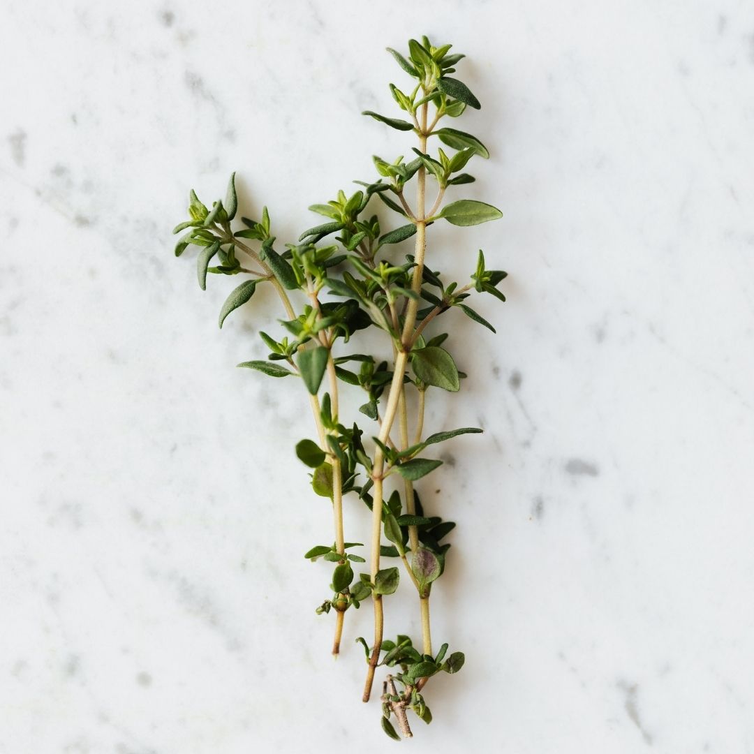 Thyme White Essential Oil