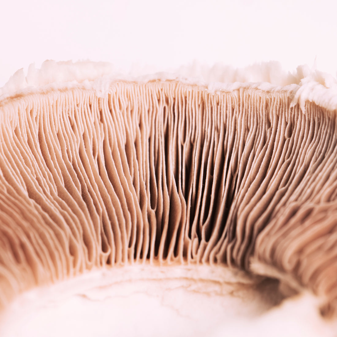 9 Impressive Health Benefits of Lions Mane Mushroom
