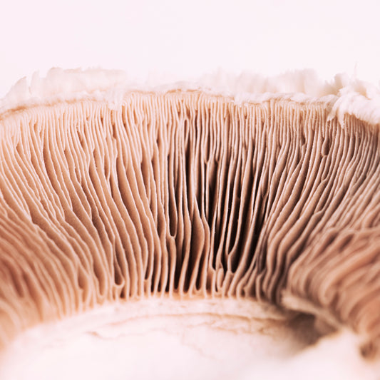 9 Impressive Health Benefits of Lions Mane Mushroom