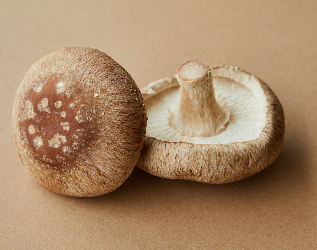 Unlocking the Power of Mushrooms