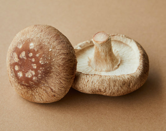 Unlocking the Power of Mushrooms