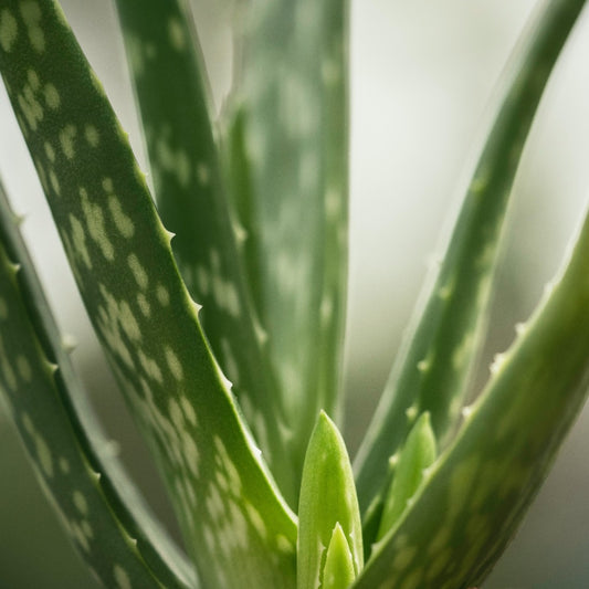 Aloe Vera Powder - Aloe Barbadensis