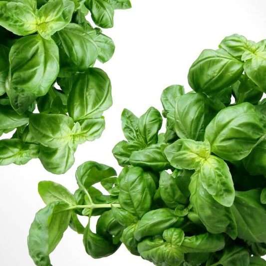 Basil Essential Oil