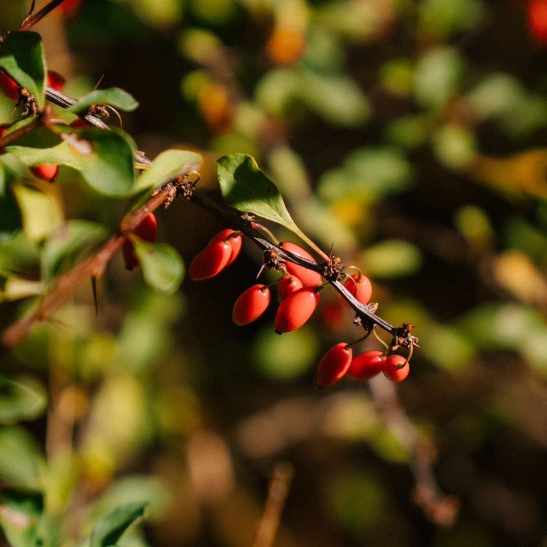 Bearberry Liquid Extract - Arctostaphylos Uva Ursi