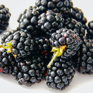 Blackberry Powder Extracts - Rubus Fruticosus