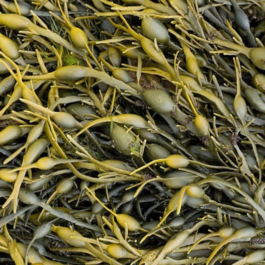 Bladderwrack Powder Extract - Fucus Vesiulosus