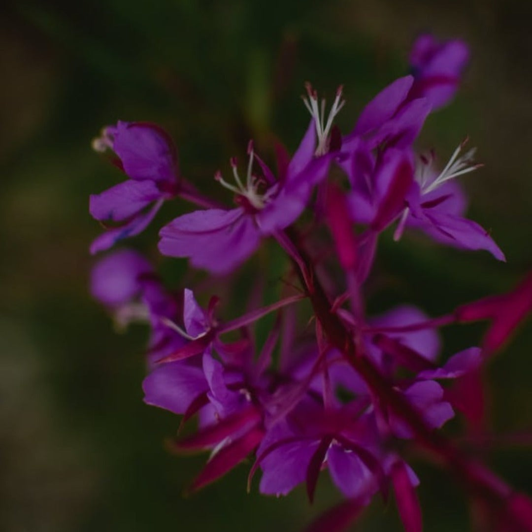 Canadian Willowherb Liquid Extract - Epilobium Angustifolium