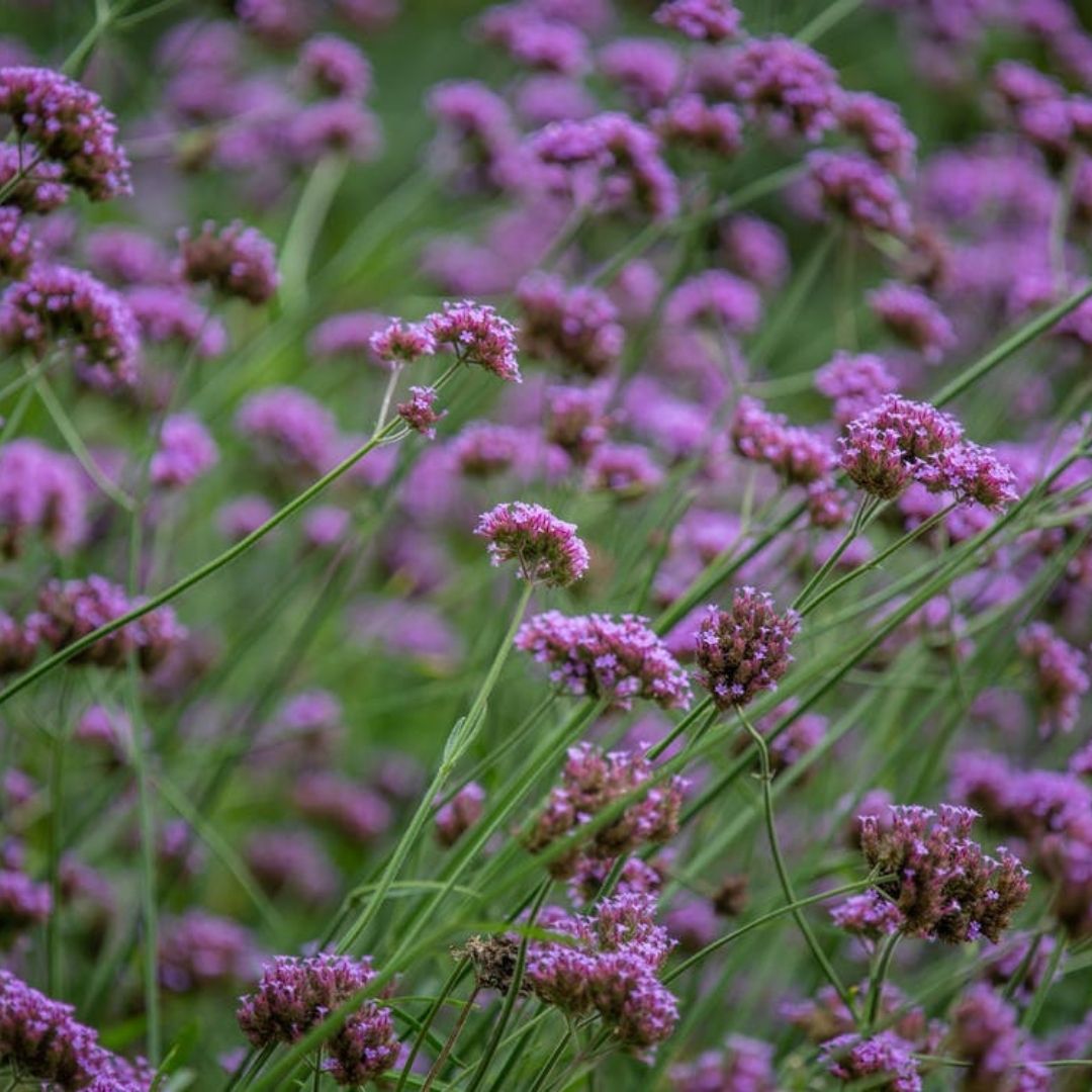 Cape Verbena Essential Oil