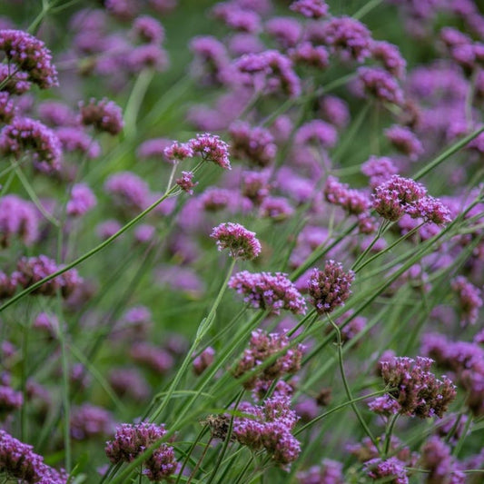 Cape Verbena Essential Oil