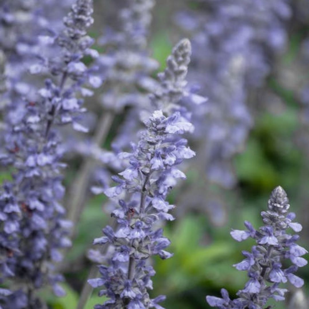 Clary Sage Essential Oil