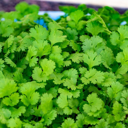 Coriander Essential Oil