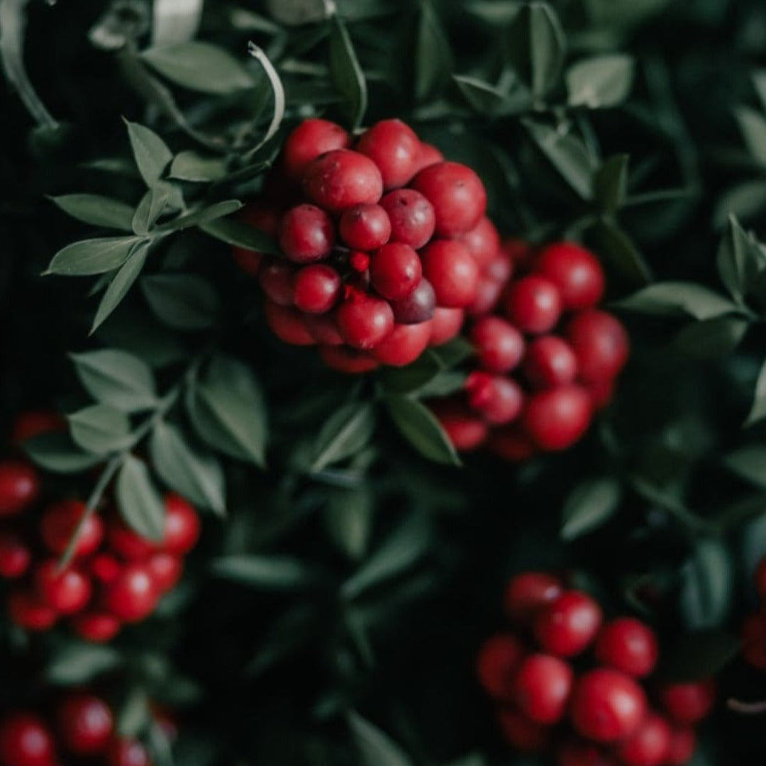 Cranberry Liquid Extract - Vaccinium Macrocarpon