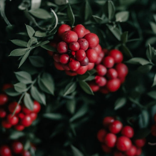 Cranberry Liquid Extract - Vaccinium Macrocarpon