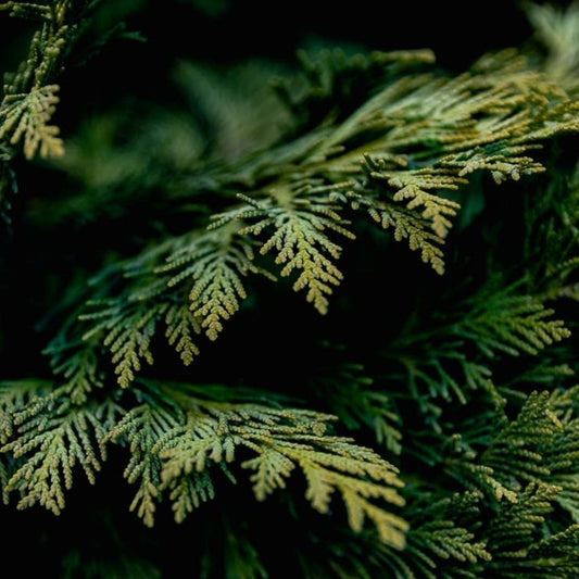 Cypress French Essential Oil