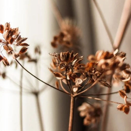 Dill Seed Indian Essential Oil