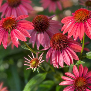 Echinacea Liquid Extract - Echinacea Purpurea