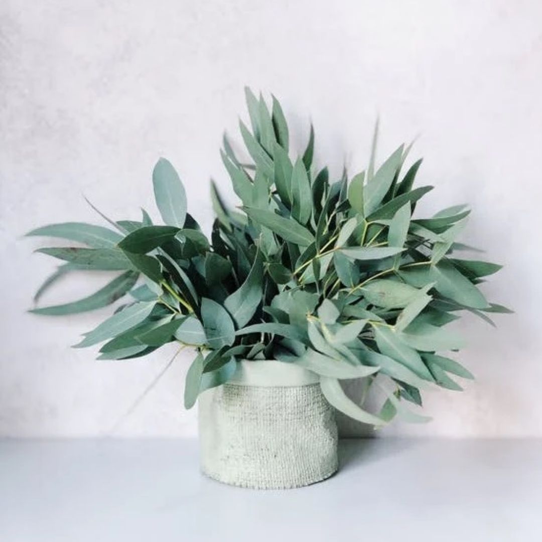 Eucalyptus Peppermint Essential Oil
