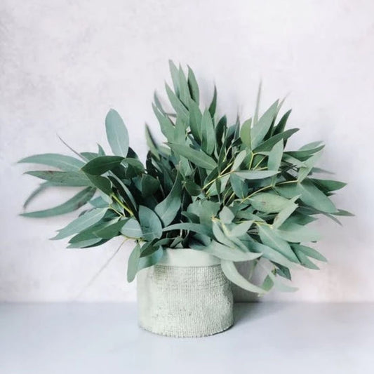 Eucalyptus Citriodora Essential Oil