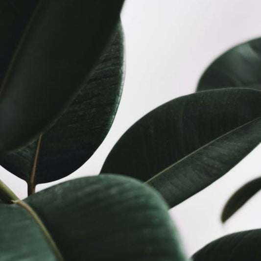 Eucalyptus Blue Gum 80-85 Essential Oil