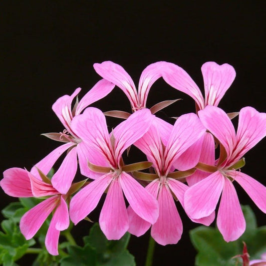 Geranium Egypt Essential Oil