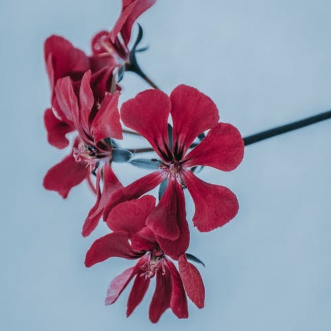 Geranium Bourbon Premium Essential Oil - Madagascan Type