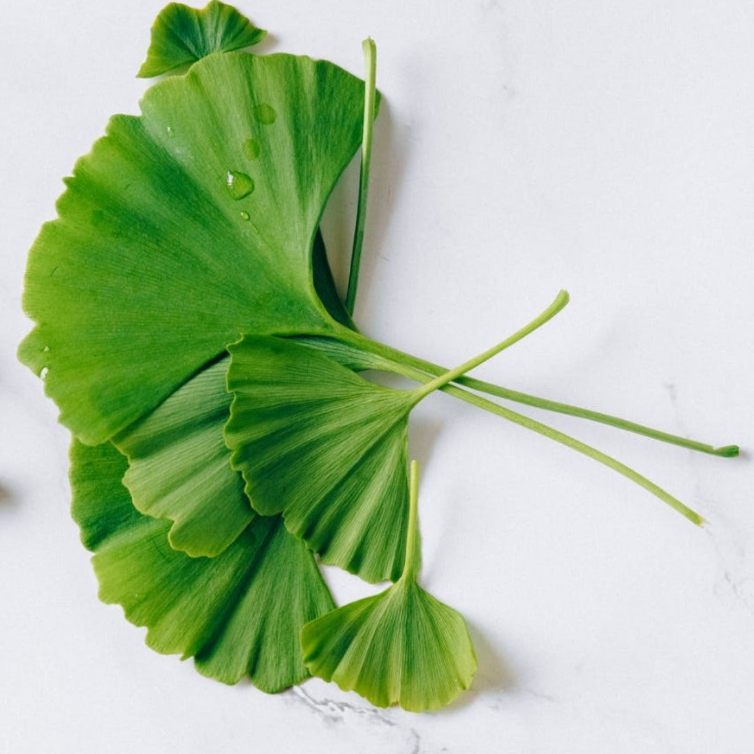 Ginkgo Leaf Powder Extract - Ginkgo Biloba