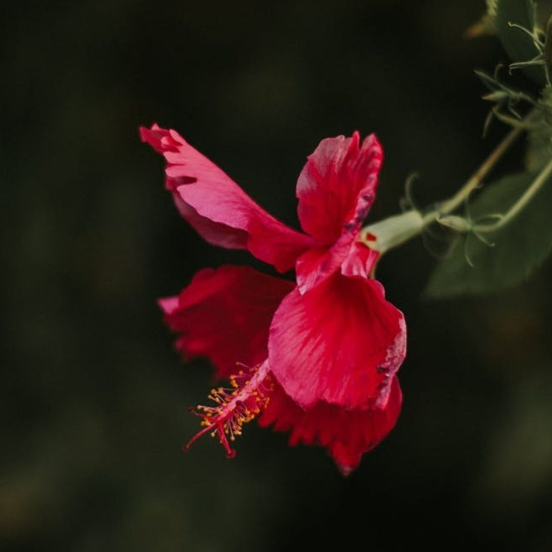 Hibiscus Flower Broken Dried Herb - Hibiscus Sabdariffa