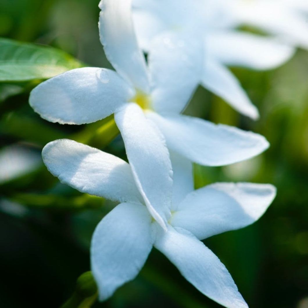 Jasmine Flower Dried Herb - Jasminum Officinale