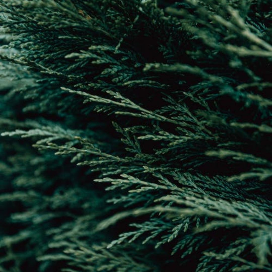 Juniper Leaf Essential Oil