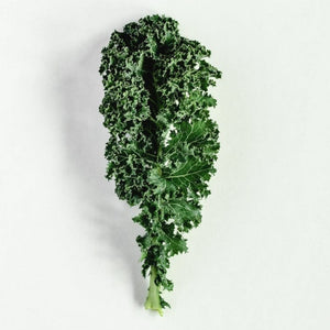 Kale Powder Extract - Brassica Oleracea Acephala