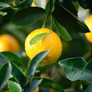 Lemon Myrtle Natural Blend Essential Oil