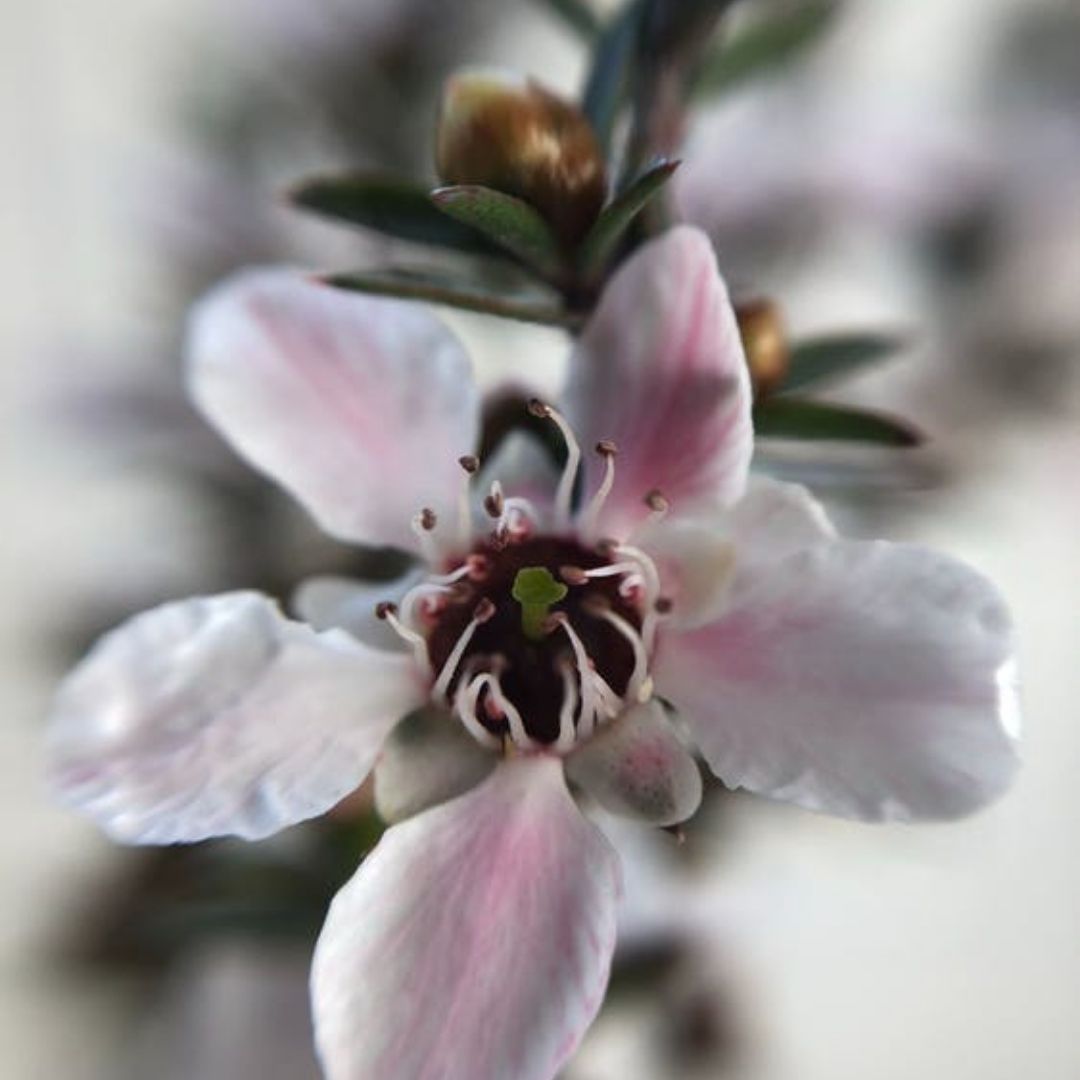 Manuka Essential Oil