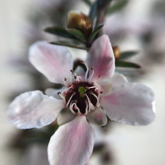 Manuka Essential Oil