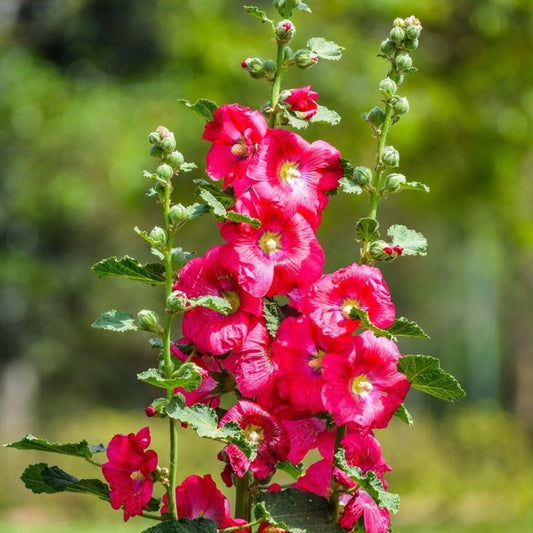 Marshmallow Root Powder Extract - Althaea Officinalis