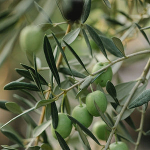 Olive Leaf Glycerine Based Liquid Extract - Olea Europaea