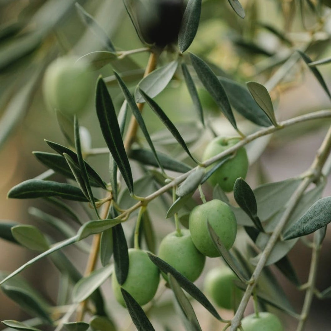 Olive Leaf Water Based Liquid Extract - Olea Europaea