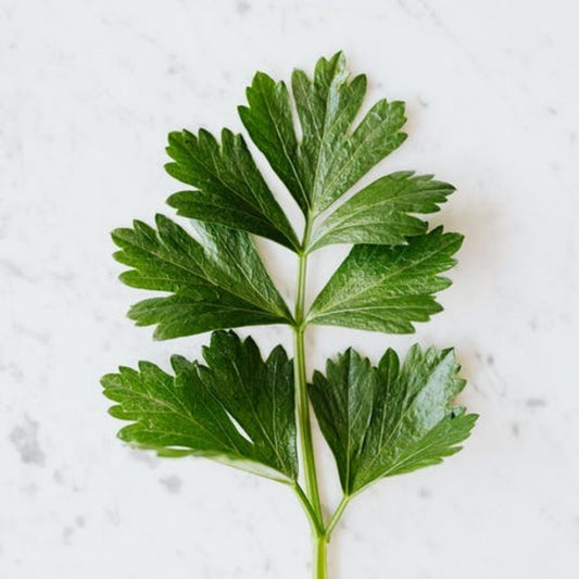 Parsley Herb Essential Oil